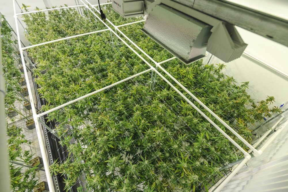 Cannabis Plants Growing at Indoor Government Sanctioned Marijuan
