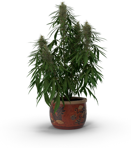growth_west_cannabis_plant_on_vase