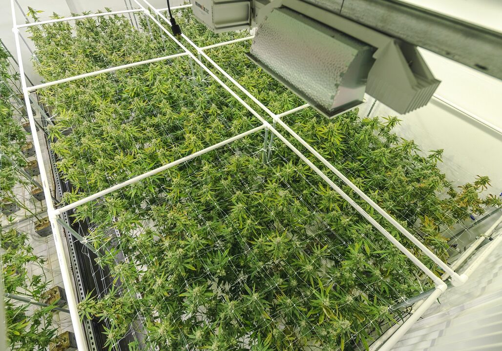 Cannabis Plants Growing at Indoor Government Sanctioned Marijuan